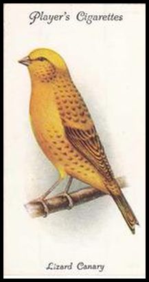 33PACB 9 Lizard Canary (Gold Clear Cap).jpg